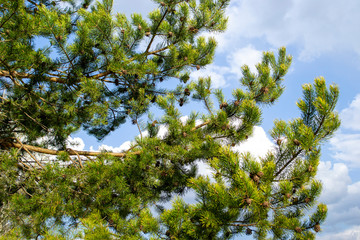 many cones on a pine branch