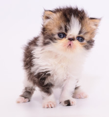 Fototapeta premium cute persian kitten