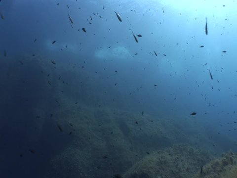 a lot of fish underwater mediterranean sea fish school of damsel in blue waters landscape