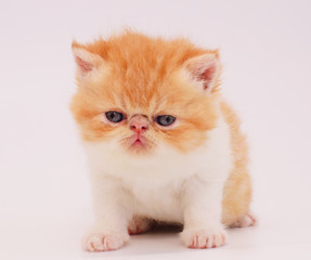 cute persian kitten