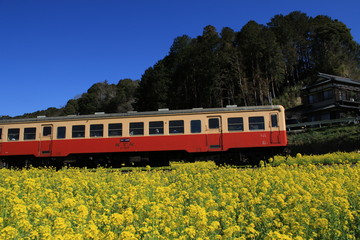 小湊鉄道　菜の花畑　ローカル線