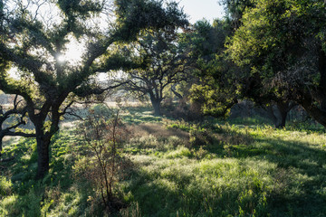 Fototapeta na wymiar Early morning view of native California oak tree meadow at Santa Monica Mountains National Recreation Area near Los Angeles. 