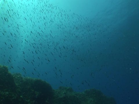 a lot of fish underwater mediterranean sea fish school of damsel in blue waters landscape