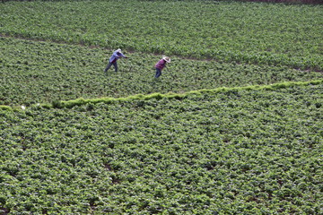 Farmers working hard in the outskirts of Arequipa,  Peru