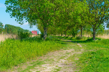 Spring is in the air with the lush green foliage of trees in a green pasture in sunlight