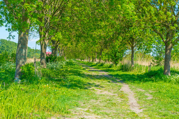 Spring is in the air with the lush green foliage of trees in a green pasture in sunlight