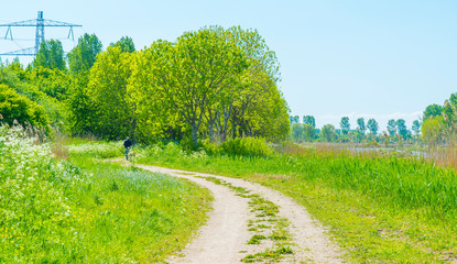 Fototapeta na wymiar Spring is in the air with the lush green foliage of trees in a green pasture in sunlight