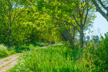 Spring is in the air with the lush green foliage of trees in a green pasture in sunlight