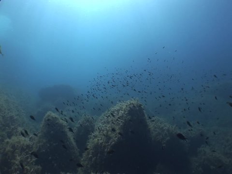 a lot of fish underwater mediterranean sea fish school of damsel in blue waters landscape