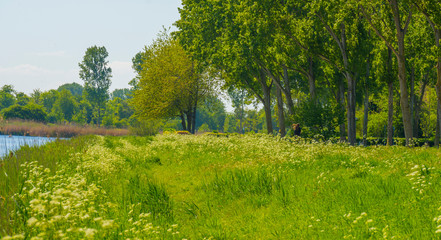 Canal with wild flowers and lush foliage below a blue sky in sunlight in spring