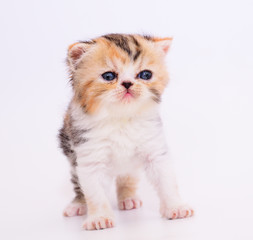 cute persian kitten