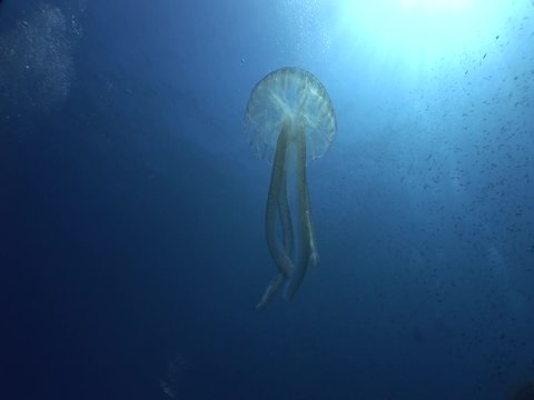 jellyfish illumination underwater lights glowing