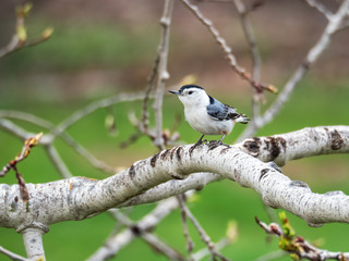 white breasted nuthatch siting in aspen tree in spring