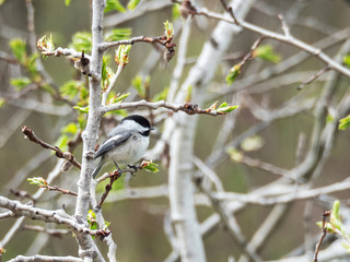 black-capped chickadee sitting in aspen tree in spring