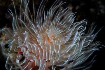 Fototapeta na wymiar The wispy tentacles of a feather duster worm wave in a light current on a reef in Indonesia. This type of animals feeds on tiny, planktonic organisms.