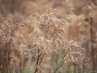 old dead dry goldenrod in meadow outside in spring