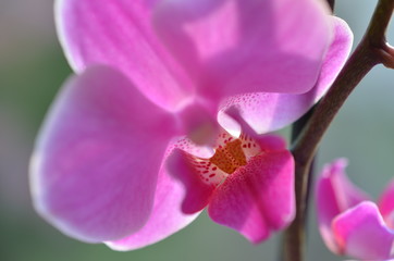 Obraz premium Nahaufnahme einer rosa Orchidee