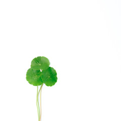 Gotu kola or Centella asiatica leaves with isolated on white background, green Asiatic pennywort or Indian pennywort anti-aging and herbal concept.
