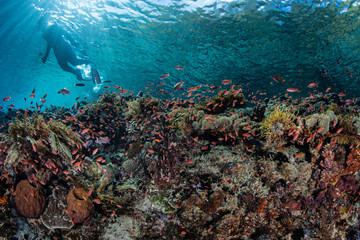 Fototapeta na wymiar Colorful anthias hover above a gorgeous coral reef near Alor, Indonesia. This tropical region is part of the Coral Triangle, known for its extraordinary and prolific marine biodiversity.