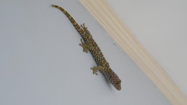 Tockay gecko on gray surface. From above Asian specie of lizard named tockay gecko crawling on gray surface in evening.
