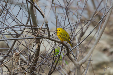 Male Yellow Warbler perched on a branch during spring migration. 