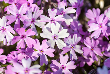 紫色＆ピンクの芝桜マクロ,
