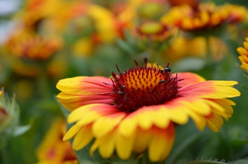Kokardenblume, auch Papageienblume oder Malerblume genannt