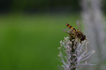 Schwebfliege auf Kleeblüte