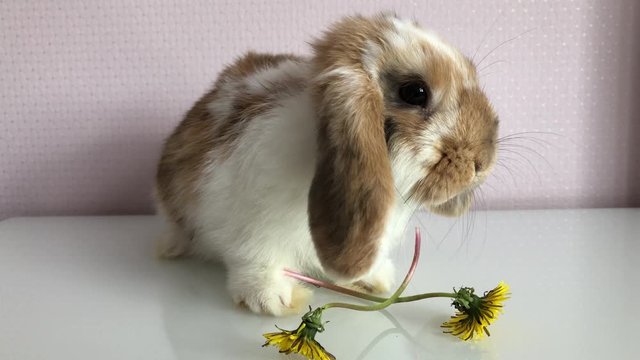 Portrait eines jungen Zwergkaninchen.