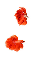 Red Halfmoon Betta splendens or siamese fighting fish isolated on white background