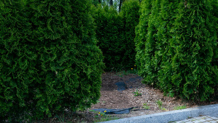 Fototapeta premium Ornamental shrubs in the park.