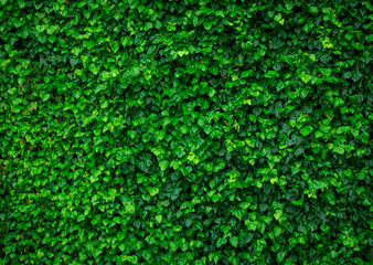 A photo of lush ivy overgrown the wall as a background