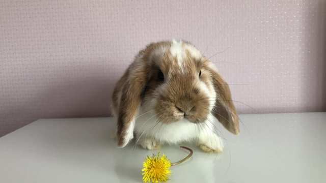 Portrait eines jungen Zwergkaninchen.