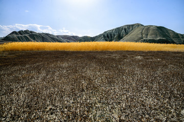 nallihan bird of paradise ankara turkey