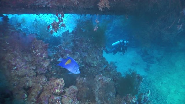 scuba diver exploring the corals and fish underwater ocean scenery aqaba jordan red sea 