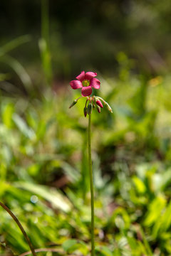 flor silvestre