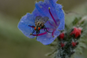 Fly on patagonian flower.
The pic was taken with manual focus, extension tubes and teleconverter 2x...