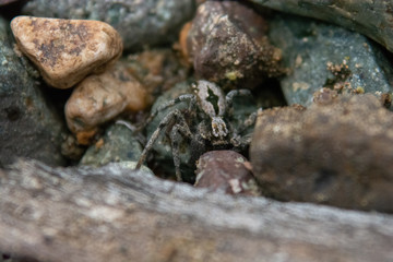 This is a spider in the patagonia, close to a river called Nirehuao in Villa Manihuales.
The pic was taken with manual focus, extension tubes and teleconverter 2x without tripod.