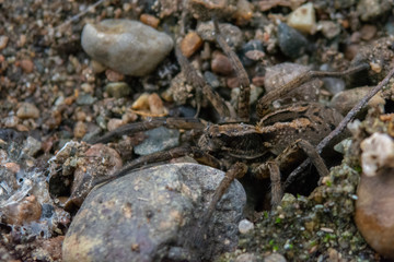 This is a spider in the patagonia, close to a river called Nirehuao in Villa Manihuales.
The pic...