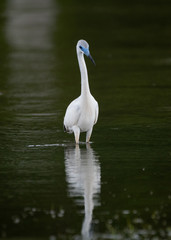 Juvenile little blue heron hunting for food