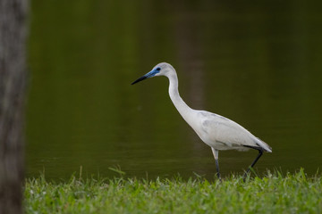 Young little blue heron searching for fish
