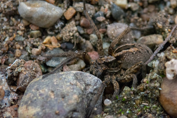 This is a spider in the patagonia, close to a river called Nirehuao in Villa Manihuales.
The pic was taken with manual focus, extension tubes and teleconverter 2x without tripod.