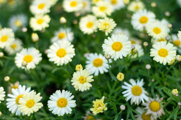 Background with beautiful chamomile flowers.
