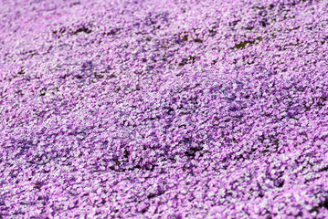 紫色＆ピンクの芝桜