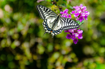 蜜を吸うキアゲハ