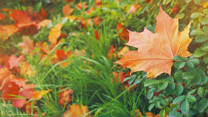 Yellow, orange and red september leaves on a green bush rose hips in beautiful fall park. Fallen golden autumn leaves on green grass in sunny morning sun light yard. October landscape background.