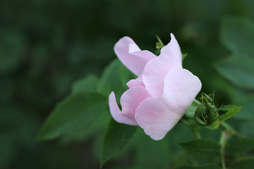 Pink wild rose flower on a park background