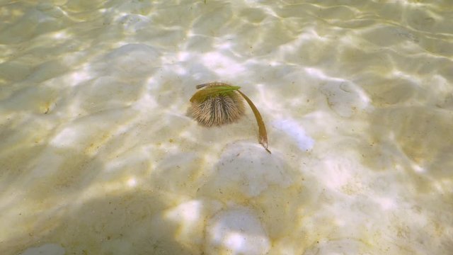 Underwater footage of a sea urchin on the ocean floor carrying grass