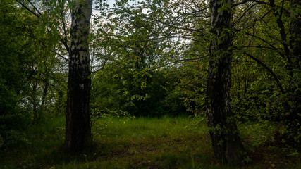 Obraz premium Trees in the park.