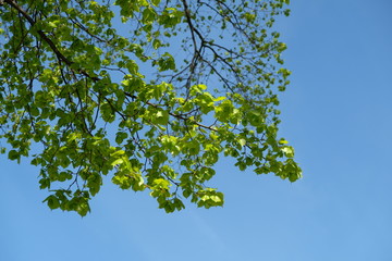 green leaves against blue sky